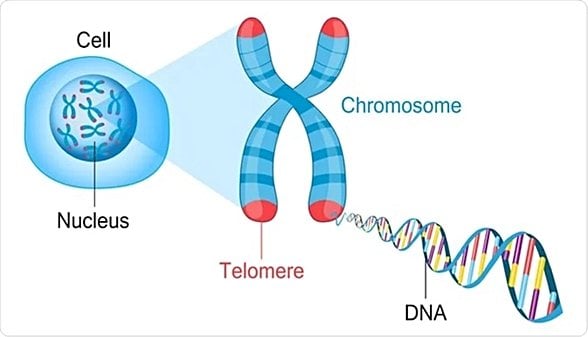 Telomer - DNA'yı bir arada tutar