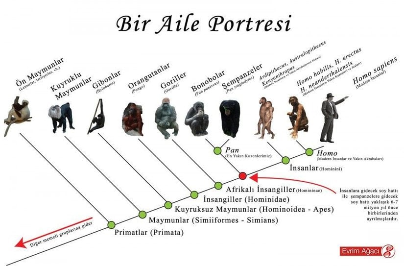 Maymunların Akrabalık İlişkisine Yönelik Bir Aile Portresi