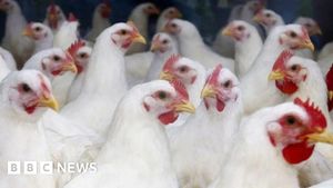 UK Poultry Farmers Urge Government For Bird Flu Vaccination Plan