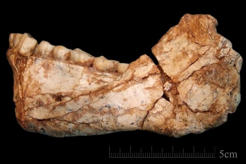 Bu fosilleşmiş çene kemiği, Hominini kabilesinin yetişkin bir örneğinden kaynaklanır ve Fas'taki Djebel Irhoud arkeolojik alanında keşfedilmiştir. Kemik, anatomik olarak modern insanların dişlerine benzeyen dişleri içerir.