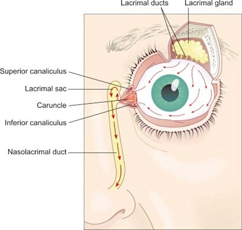 Lakrimal kese, lakrimal kanallar, lakrimal bez