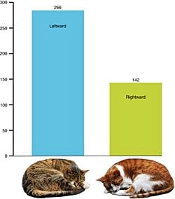 Kediler Neden Sol Taraflarına Yatarak Uyurlar? Uluslararası Araştırma Evrimsel Bir Hayatta Kalma Stratejisini Ortaya Koydu.