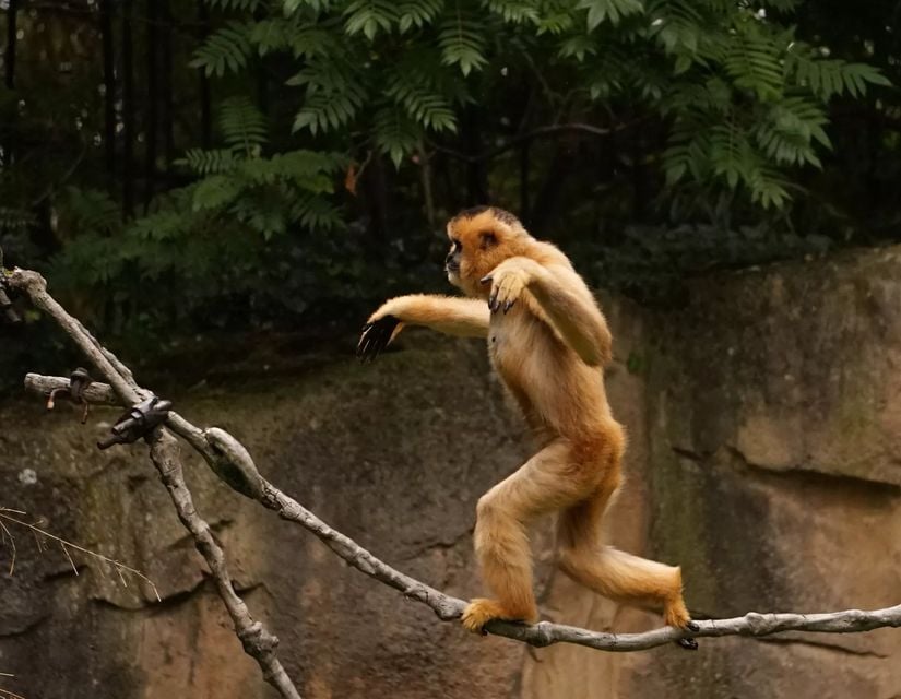 Kuyruksuz maymunlar içerisindeki en uzak kuzenlerimiz arasında olan gibonlarda bipedal postür