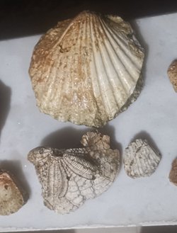 Toros dağında bulduğum bu fosiller nedir?