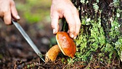 Mantar Avcılığı: Türkiye'nin Yenilebilir Beş Mantar Türü