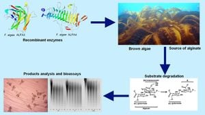 New Insights Into Alginate-Lyase Enzymes From Marine Microbes