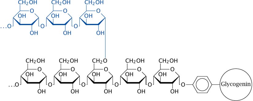 Glikoz molekülleri zincirleme bir şekilde birbirine bağlanarak glikojen oluşturabilirler.