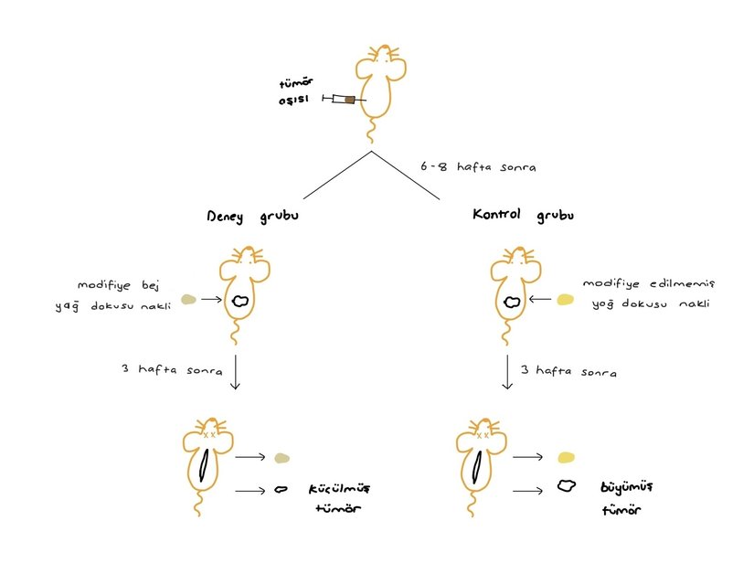 CRISPR aktivasyon yöntemiyle UCP1 geninin aktive edildiği bej yağ hücrelerinin farelerde tümör büyüklüğüne etkisi.