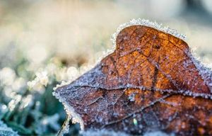 Gardeners Weigh Risks Of Planting Before Saints De Glace