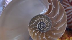 Ayçiçeklerinden Matematiğe: Fibonacci Dizisi Doğada Gerçekten Var mı?