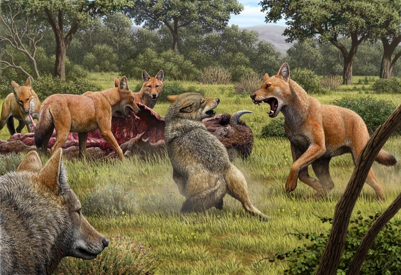 Aenocyon dirus (dire wolf) Ulu Kurtlar