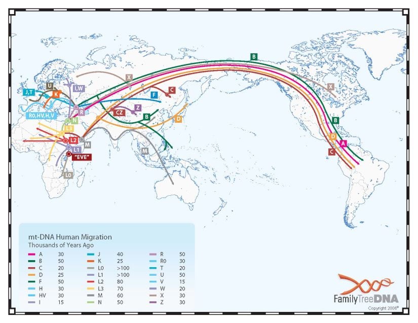 mtDNA, modern insanların erken atalarının göç yollarını takip etmekte de kullanılmaktadır.