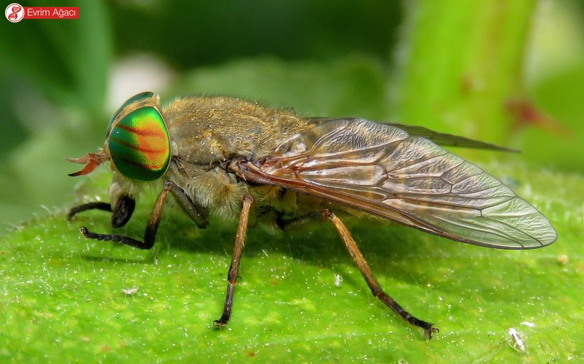 Tabanus promesogaeus türü, (Bartın/Ulus).