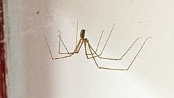 Kiler örümceği (Holocnemus pluchei)