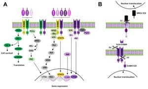 Lapatinib Exhibits Promise Against Skin Fibrosis By Targeting ErbB1 And ErbB2