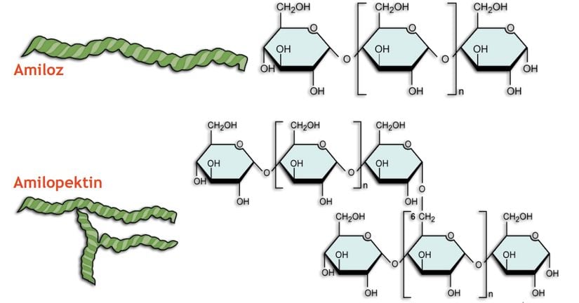 Amilaz ve amilopektinin gösterimi.