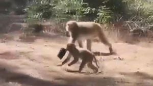 Monkeys Escape South Carolina Lab Spurring Community Run