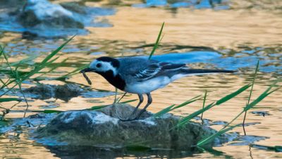 Ak kuyruksallayan (Motacilla alba)