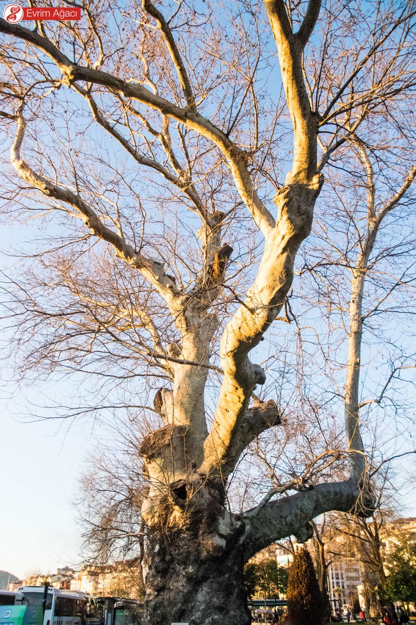 Doğu çınarı (Platanus orientalis), Karadeniz/Ereğli.