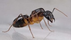 Camponotus Fellah