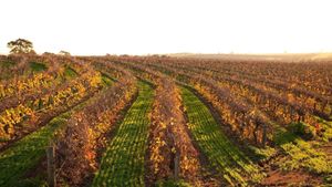 Climate Change Threatens Australian Wine Production