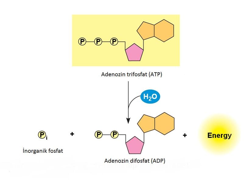 ATP’nin hidrolizi.