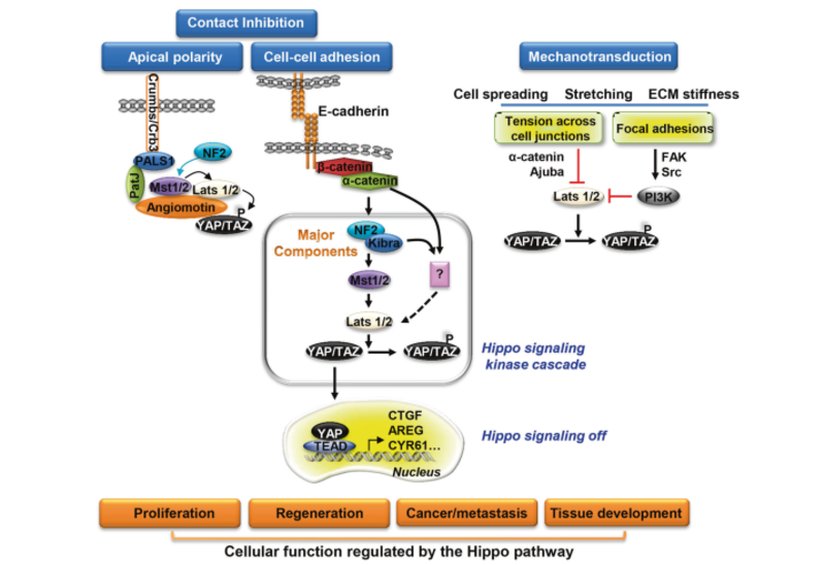 Hippo sinyal yolunun düzenlenmesi: Hippo sinyal yolu, E-kaderin aracılı hücre yapışması, sıkı bağlantıların oluşumu ve apikal polarite kompleksleri üzerine etkinleştirilirken mekanik stres yolu inhibe eder. Aktivasyon, hücre teması üzerine büyüme inhibisyonuna yol açar.