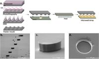 Data-driven analysis for the evaluation of cortical mechanics of non-adherent cells - Scientific Reports