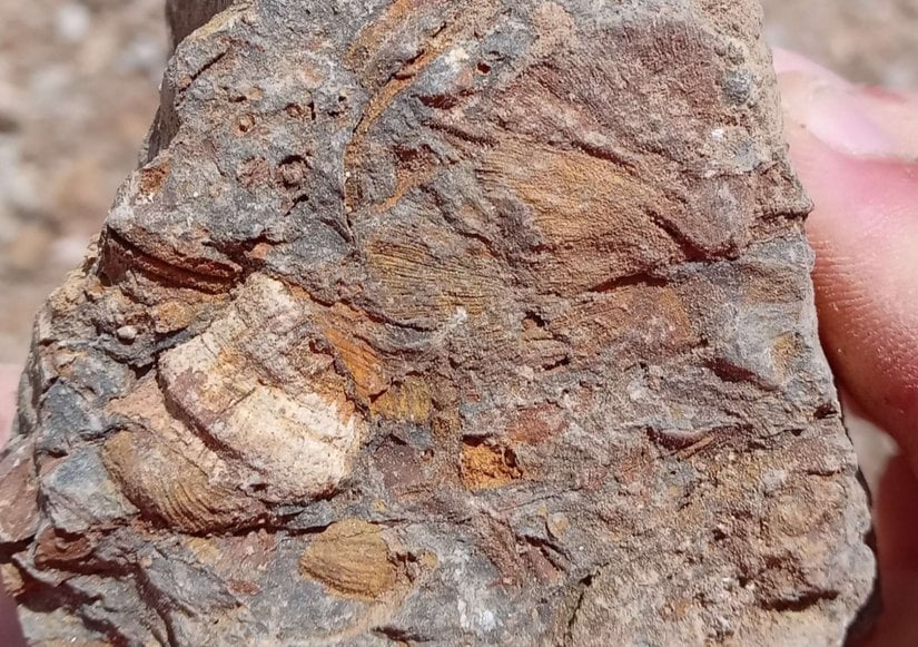 Solda beyaz olarak gözüken bir boynuz mercanı iken sağdaki yapı bir bryozoan.
