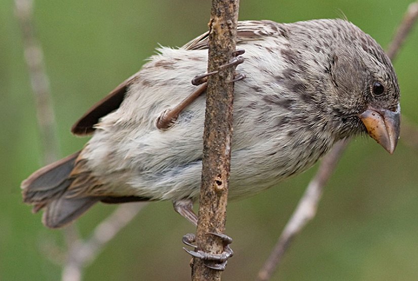 Rosemary ve Peter Grant çiftinin araştırmalarını gerçekleştirdikleri  ortanca yer ispinozu (Geospiza fortis) türüne ait bir birey.