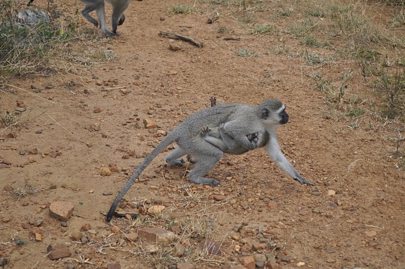 Anne vervet, bebeğini kucağında taşıyor
