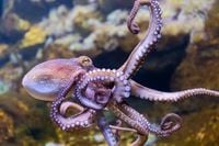Conservationists ‘flabbergasted’ by record number of octopus in UK waters