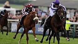 Yarış Atları Daha Hızlı Koşabilecek Şekilde Evrimleşiyor!