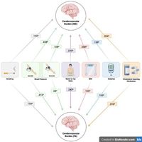 Cerebrovascular health impacts processing speed through anterior white matter alterations: a UK biobank study - Scientific Reports