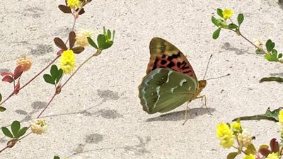 Bahadır (Argynnis pandora)