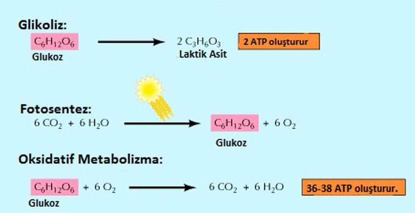 Metabolik Enerji Üretimi