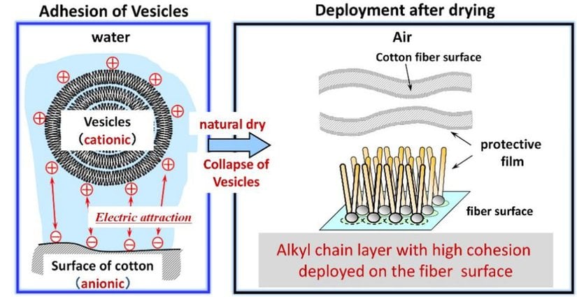 Yumuşatıcıların nasıl çalıştığına yönelik yapılan geleneksel açıklamanın grafikleştirilmiş versiyonu.