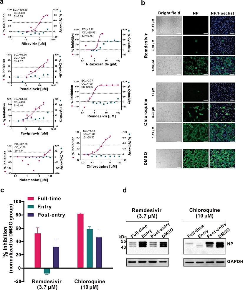 2019-nCoV ile enfekte edilmiş hücreler, 48 saat boyunca farklı dozda remdesivir ve klorokin ile tedavi edildi.