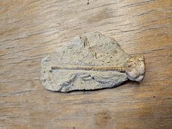 Bu fosil gerçek mi? Gerçek ise ne fosili?