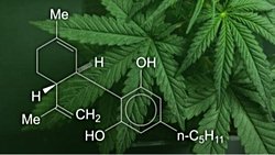 CBD Dahil Kenevir veya Kenevirden Türetilmiş Bileşikler İçeren Ürünler Hakkında Bilmeniz Gerekenler (Ve Öğrenmeye Çalıştıklarımız)
