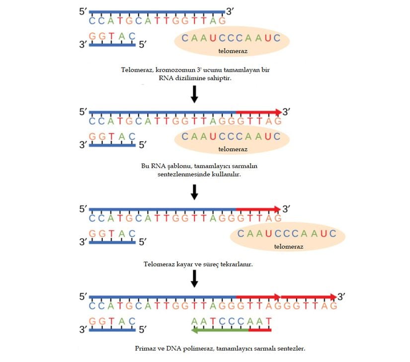 Doğrusal kromozomların sonları, telomeraz enzimi ile korunur.