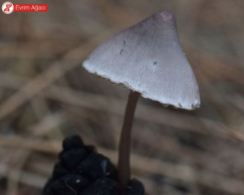 Mycena seynii, Samsun.