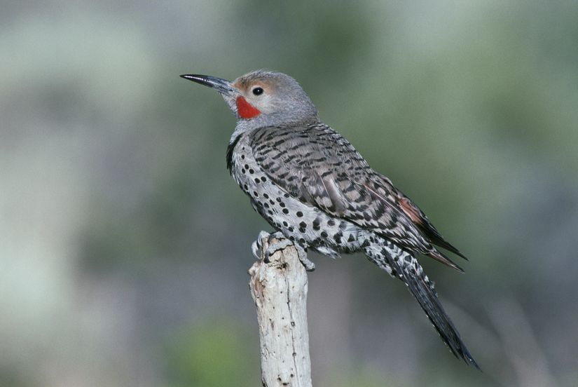 Görsel 1: Kuzey Sarı Ağaç Kakanı (Colaptes auratus)