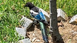 Saksağan (Pica pica)