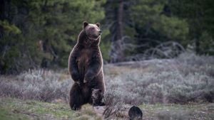 Famous Grizzly Bear Dies After Collision Raises Safety Concerns