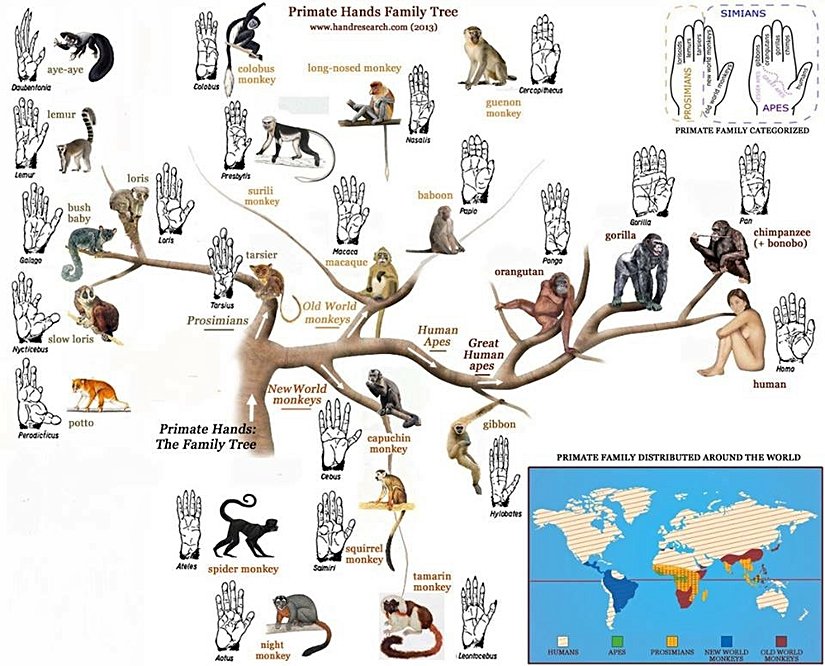 Primatların evrimi ve avuç içlerinin morfolojik görüntüsü.