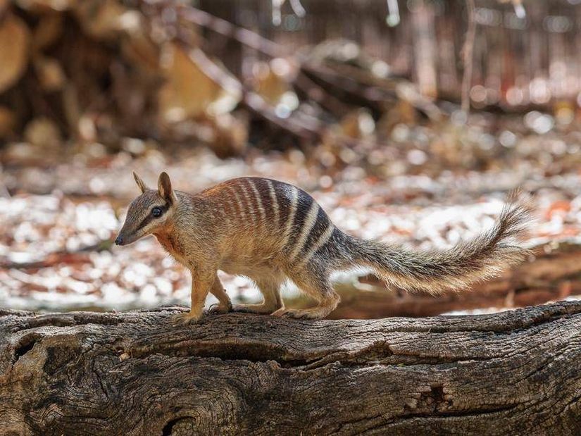 Numbat.