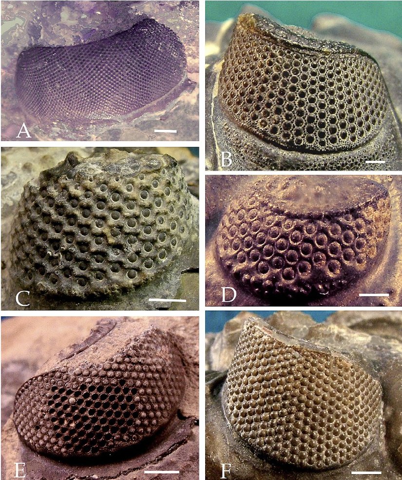 Görselde farklı holokroal trilobit göz türleri gösterilmektedir. Tam da beklendiği gibi, yine, bu göz yapısı içerisinde bile kademeli bir evrimsel değişim görülmektedir. Yani tüm holokroal gözler de aynı değildir; evrimsel bir süreklilik içerisinde oluşmuşlardır. A ile işaretlenen Tellum mussai türüne ait holokroal gözdür. B ile işaretlenen, Hollardops mesocristata türüne ait sağ gözdür ve altıgen yapılı lensler diğerlerine kıyasla çok daha net görülebilmektedir. C ile işaretlenen görselde Drotops armatus türünün sol gözü görülmektedir. Dikkat edilebileceği gibi daha ufak lensler, daha uzak aralıklarla gelişmiştir ve skleral girintiler altıgen yapılı desenlerle çevrelenmektedir. D ile işaretlenense Phacops tafilatensis türünün sol gözüdür. C'dekinin aksine bunda lensler daha az sayıda ve daha uzak olacak şekilde konumlanmıştır. E'de Odontochile (Zlichovaspis) rugosa türüne ait sol göz görülmektedir. Bu göz yapısının fosilinde gözler yerlerinden çıkmıştır ve bu sebeple arkalarında boşluklar bırakmıştır. F'de ise Coltraneia oufatenensis türünün sağ gözü görülmektedir ve bu ilgi çekici örnekte kalsit yapılı lenslerin skleranın da üzerinde olduğu ve yarı saydam oldukları görülmektedir. Yani holokroal gözler bile kendi içerisinde geniş bir varyasyona sahiptir. Bu geniş varyasyon, bariz bir evrimin habercisidir. Eğer ki yüksek varyasyon varsa, evrimin etki edebileceği çok daha fazla malzeme var demektir ve farklı türlerin evrimi çok daha kaçınılmaz olur.