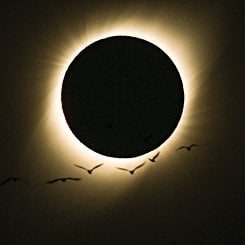  Birds During a Total Solar Eclipse 