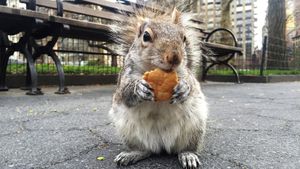 Family Of Viral Squirrel Peanut Sues New York Over Euthanization